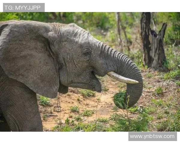 《足球场上,他们是球星的女粉丝;场外,她们是彼此的最强支持者与朋友》 《足球场上,他们是球星的女粉丝;场外,她们是彼此的最强支持者与朋友》